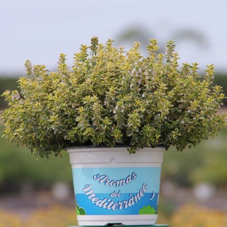 Planta Tomillo Limón (Thymus citriodorus) M-13