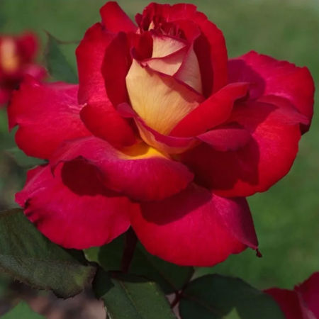 Rosal Bolshoi
