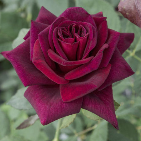 Rosal Black Perfumella