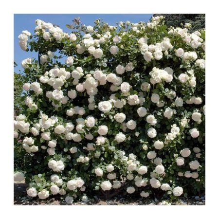 Rosal Trepador Bajo Sabrina