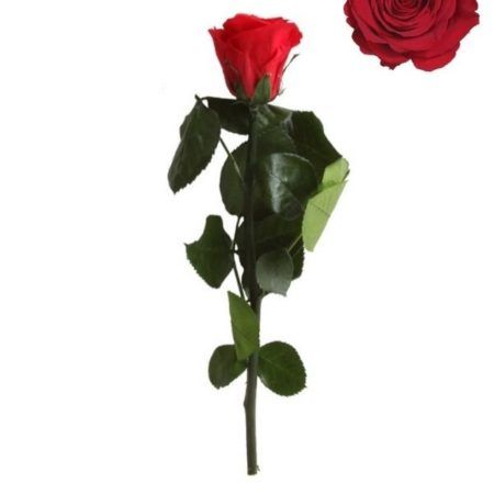 Rosa Preservada Mini
