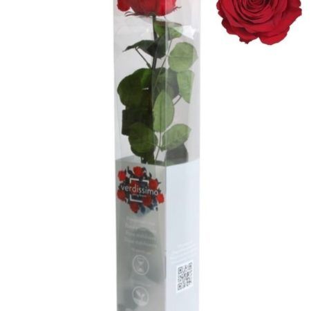 Rosa Preservada Premium