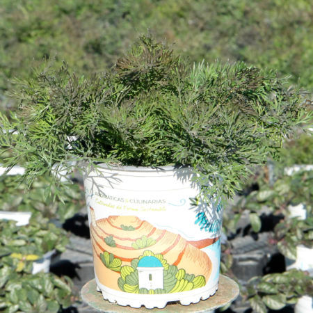 Planta Eneldo (Anethum Graveolens)