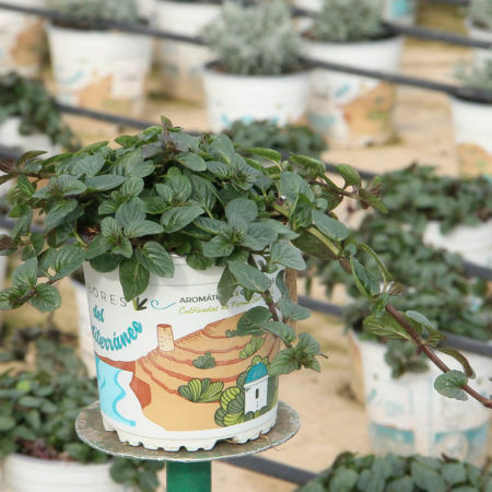 Planta Menta Chocolate (Citrata Chocolate) M-13