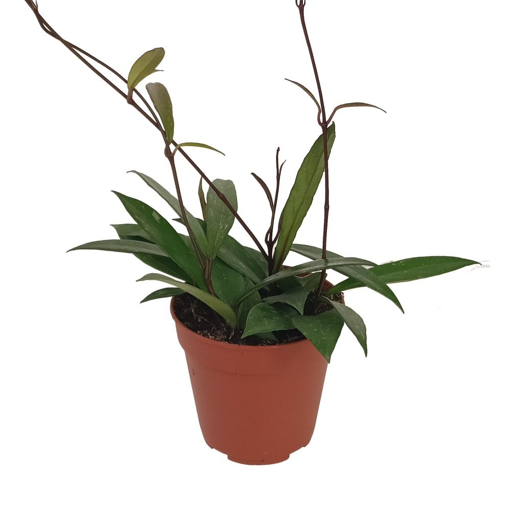 Hoya Carnosa 'Publicalix' - Abonos Calsilla