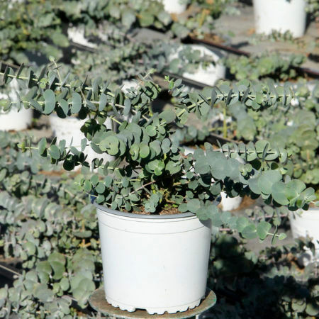 Planta Eucalipto Baby Blue M-13
