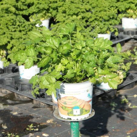 Planta Perejil Liso (Petroselinum Italiano) M-13