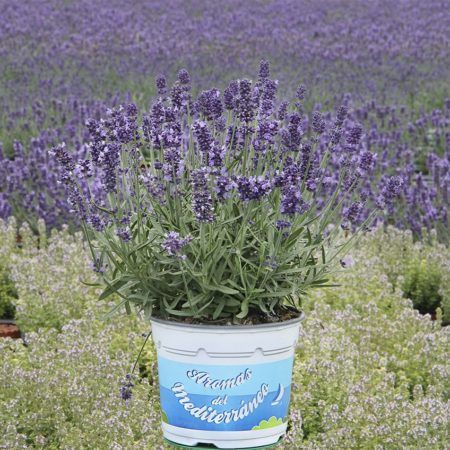 Planta Lavanda Elegance M-13