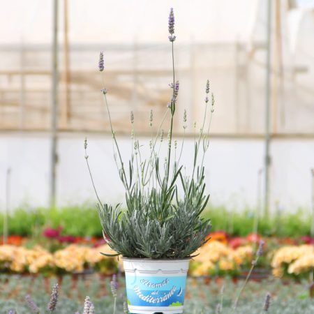 Planta Lavanda Angustifolia (Lavandula angustifolia) M-13