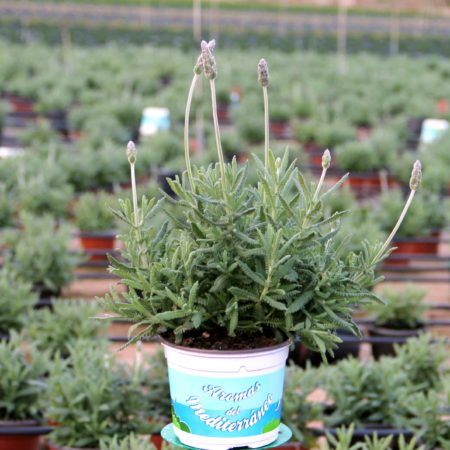 Planta lavanda Dentata