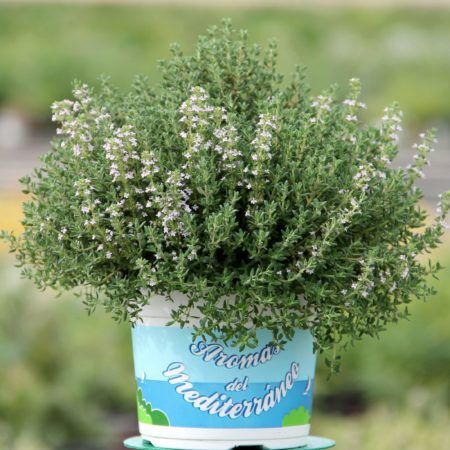 Tomillo (Thymus vulgaris)