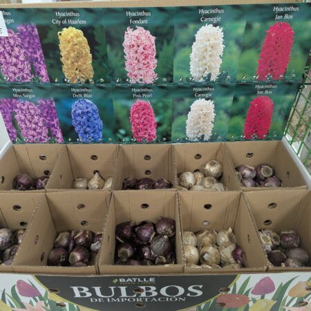 Bulbos de jacinto mix a granel