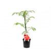 Maceta Tomate Jack INJERTADO M-11 - Imagen 2