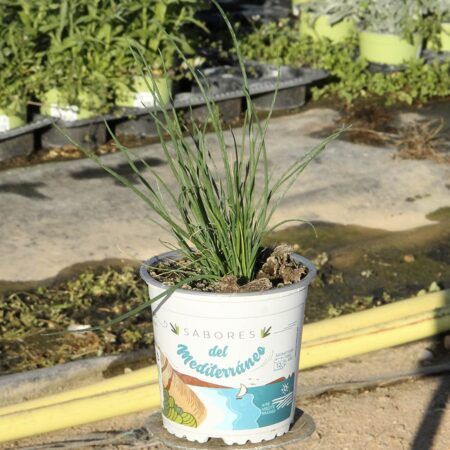 Planta Cebollino M-13