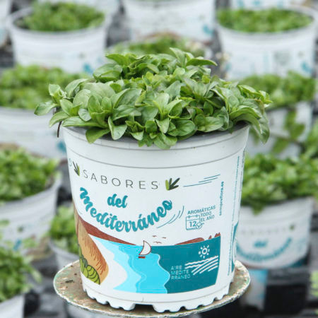 Planta Poleo Menta (Mentha Pulegium)
