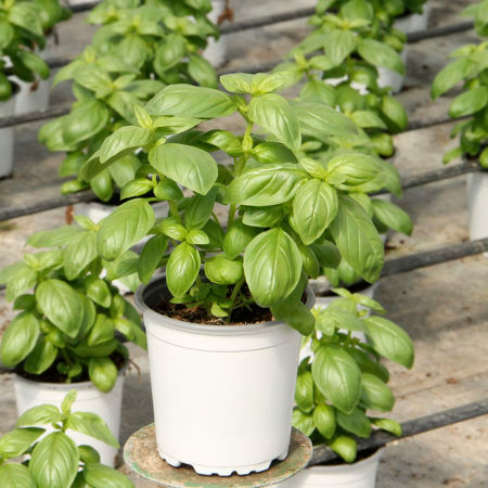 Planta Albahaca Hoja Ancha (Ocimun Basilicum) M-13