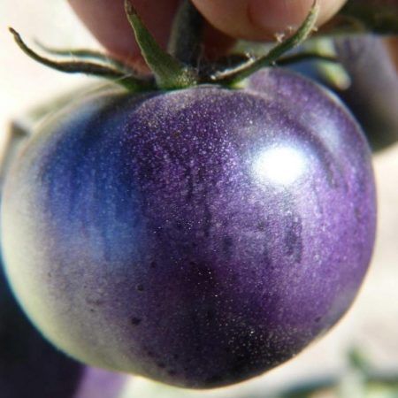 Maceta Tomate Azul Cocktail M-11