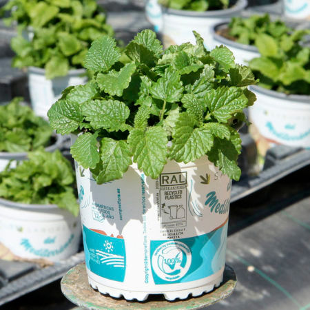 Planta Melissa Officinalis