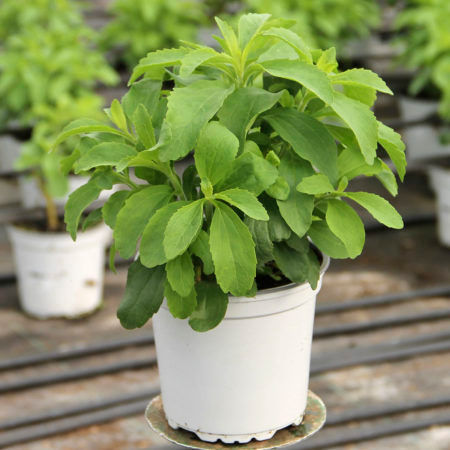 Planta Estevia (Stevia Rebaudiana)