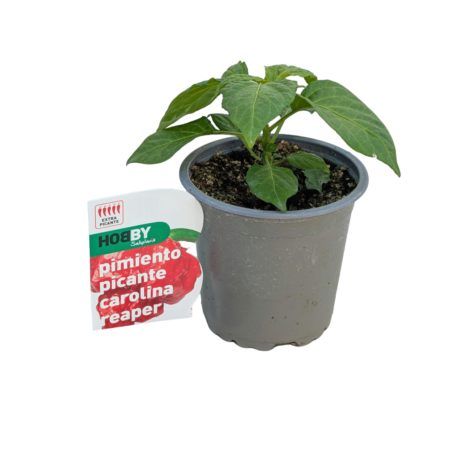 Maceta Pimiento Picante Carolina Reaper M-11