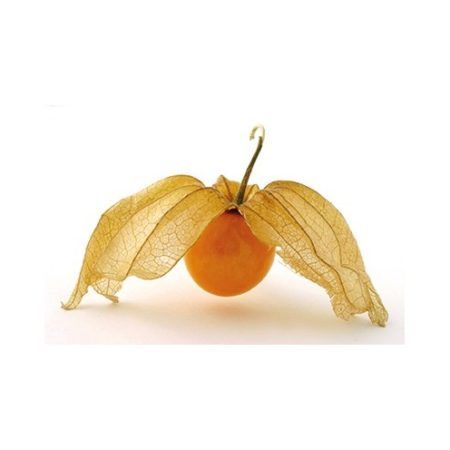 Maceta Physalis M-11