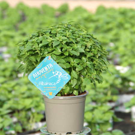 Planta Albahaca Ahuyenta Mosquitos M-13