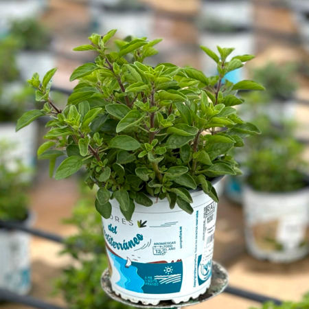 Planta Oregano Mejorana M-13