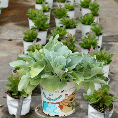 Mertensia Marítima