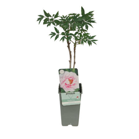 Peonia Suffructicosa