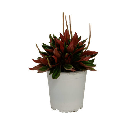 Peperomia Rosso