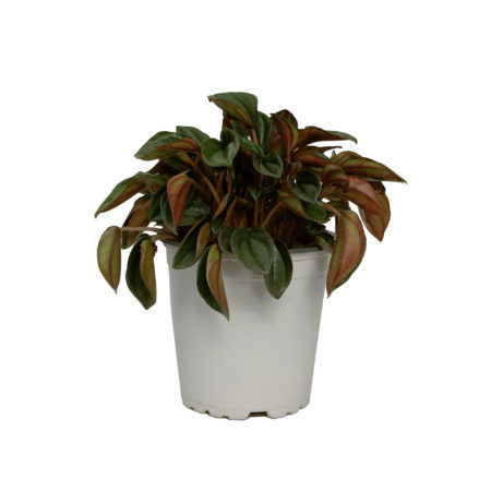 Peperomia Napoli