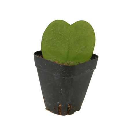 Hoya Kerrii