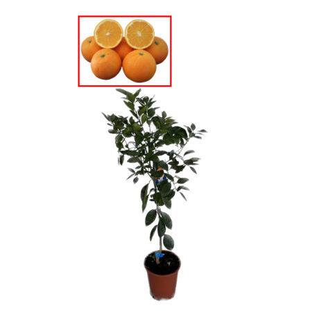 Naranjo Navel Foios