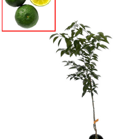 CITRICO ORNAMENTAL SUDACHI C-17