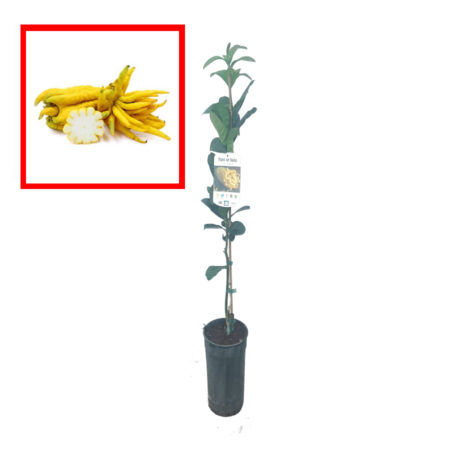 Árbol Limonero Mano de Buda