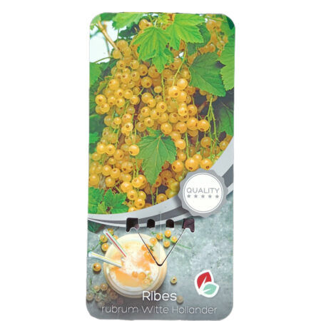 Grosella amarilla White Hollander