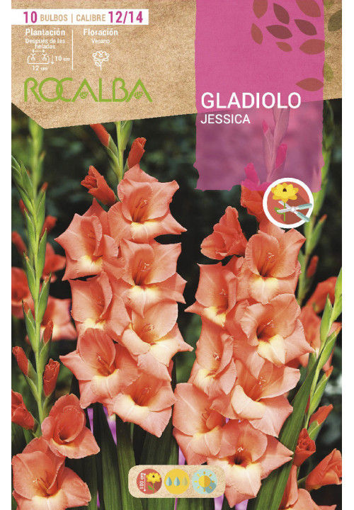 Bulbos De Gladiolo - 12 Unidades, Flores Vistosas Y Perennes, Para Jardín, Macetas Y Balcón