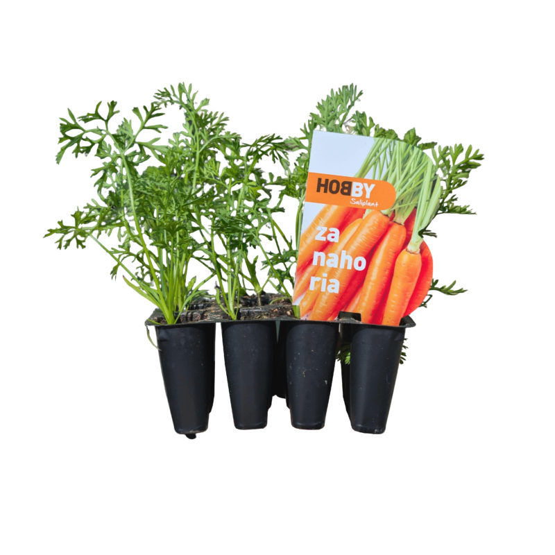 Plantel Zanahoria Pack 12uds