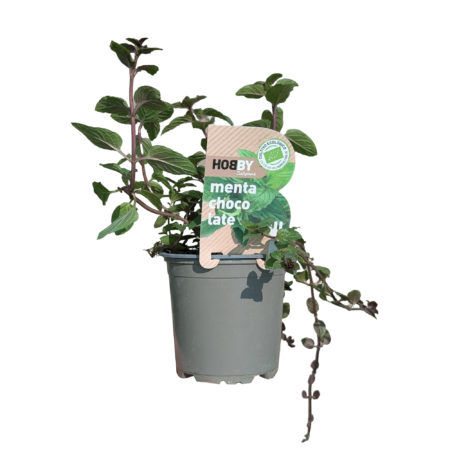 Maceta Menta Chocolate Eco M-11