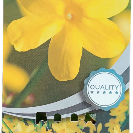 Jazmín Amarillo
