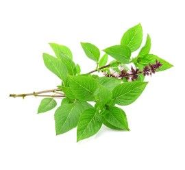Albahaca Regaliz