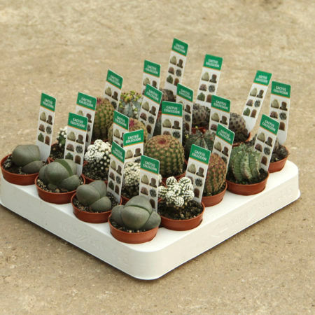 Cactus Colección
