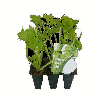 Apio Verde