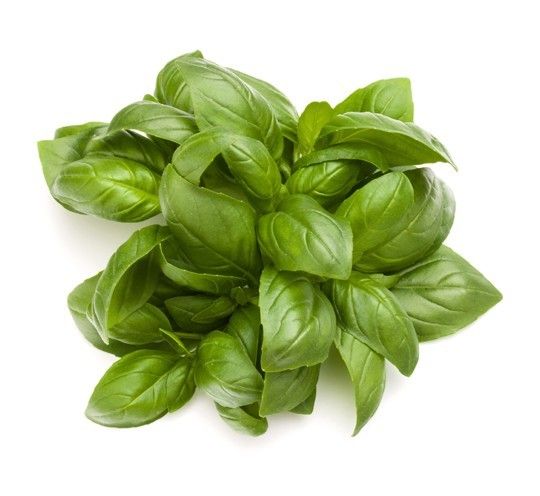 Plantas aromáticas