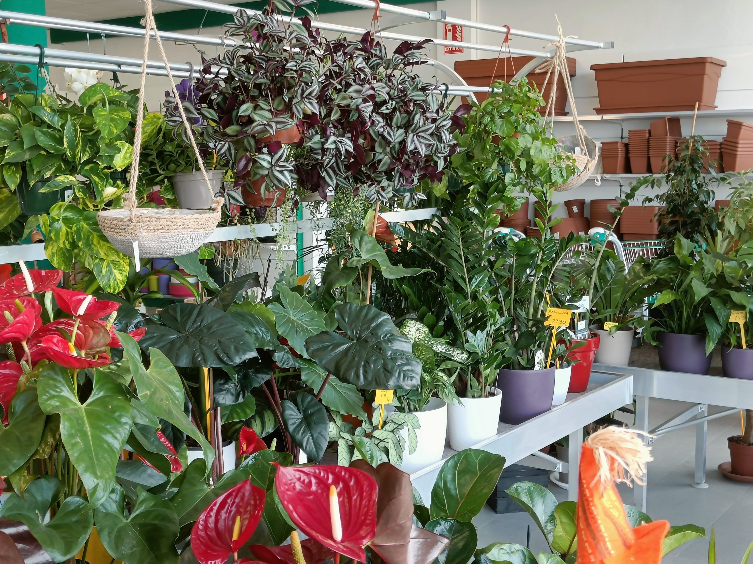 Plantas