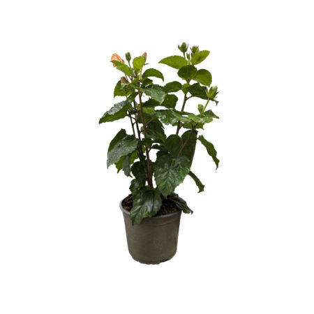 Hibiscus