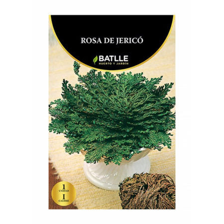 Rosa de Jericó
