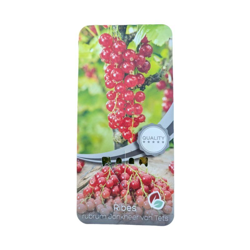 Planta de Grosella Roja Jonkherr Van Tets