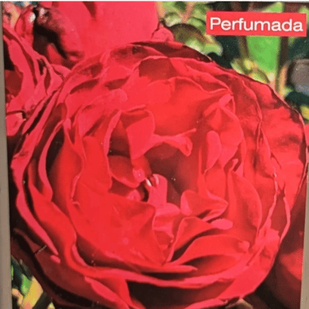 Rosal Ainhoa Arteta