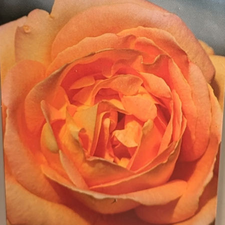 Rosal Arlequin